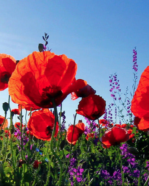 Samenbomben Klatschmohn Wiese